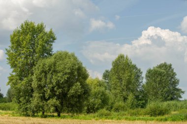 Yaz fotoğrafçılığı manzarası, sel otlakları biçildi. bir parça gr