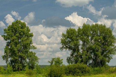 Yaz fotoğrafçılığı manzarası, sel otlakları biçildi. bir parça gr