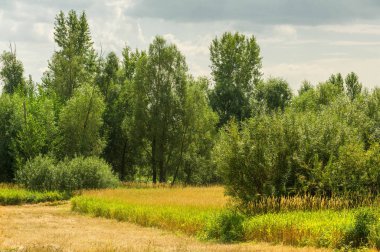 Yaz fotoğrafçılığı manzarası, sel otlakları biçildi. bir parça gr