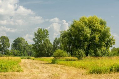 Yaz fotoğrafçılığı manzarası, sel otlakları biçildi. bir parça gr