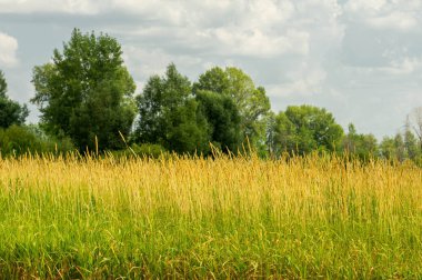 Yaz fotoğrafçılığı manzarası, sel otlakları biçildi. bir parça gr