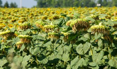Ayçiçeği, papatya familyasından uzun bir Kuzey Amerika bitkisi. 