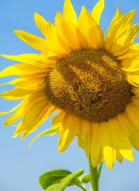 Ayçiçeği, papatya familyasından uzun bir Kuzey Amerika bitkisi. 