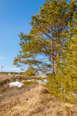 Alanını bahar. son kar. çam ağacı. Bahar, springtid