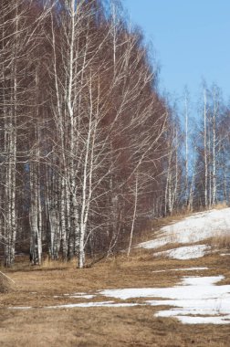Orman erken ilkbaharda huş ağacı. Erken Bahar orman