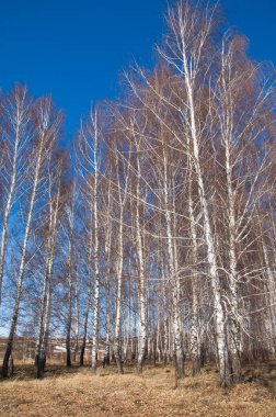 Orman erken ilkbaharda huş ağacı. Erken Bahar orman