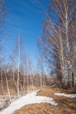 Orman erken ilkbaharda huş ağacı. Erken Bahar orman