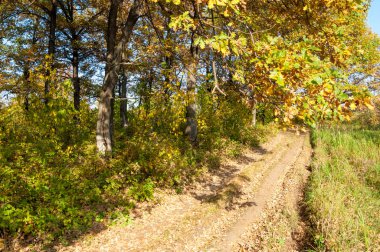 Güz, yolun ortasında meşe ormanı