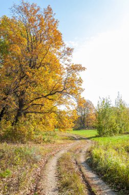 Güz, yolun ortasında meşe ormanı