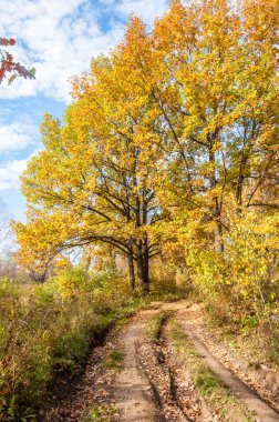 Güz, yolun ortasında meşe ormanı