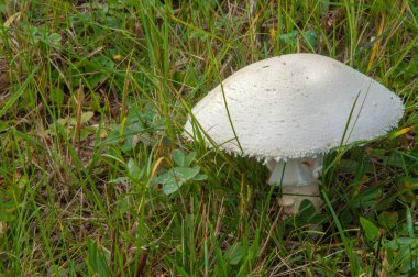 Agaricus arvensis, at mantar, cins Agaricus.
