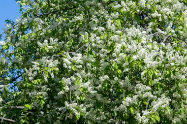 closeup kuş kiraz, parlak arkadan aydınlatmalı gökyüzüne karşı Şubesi