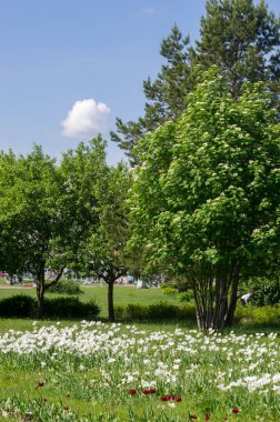Bahar şehir manzarası. Şehir parkları. Büyük şehirde yeşil çimen tarlası