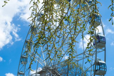 Arkaplan resmi dokusu, bahar manzarası, söğüt dalı 