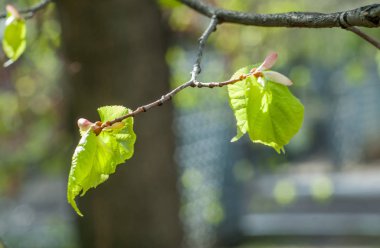 Arkaplan resmi dokusu, ilkbahar manzarası, ilk yapraklar. 