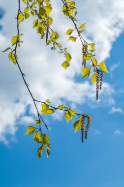 Arkaplan resmi dokusu, ilkbahar manzarası, ilk yapraklar. 