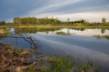 Bahar yemekleri. Bataklıklı güzel bir bahar manzarası, Sunr.