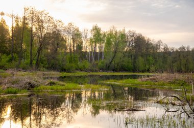 Bahar yemekleri. Bataklıklı güzel bir bahar manzarası, Sunr.