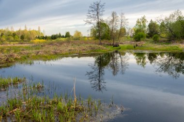 Bahar manzarası. Bataklığı olan güzel bir bahar manzarası, Güneş