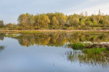 Bahar manzarası. Bataklığı olan güzel bir bahar manzarası, Güneş