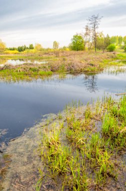 Bahar manzarası. Bataklığı olan güzel bir bahar manzarası, Güneş