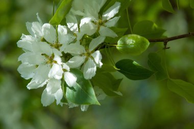 Bahar manzarası, elma ağacı çiçekleri. Güzel bahar çiçekleri 