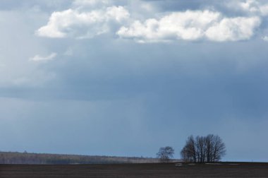 Willow, hasır, soluk