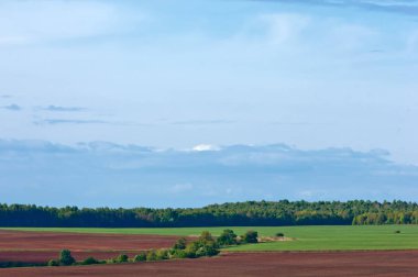 Bahar ağacı yaprakları olmadan