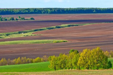 Bahar ağacı yaprakları olmadan
