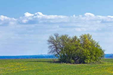 Bahar ağacı yaprakları olmadan