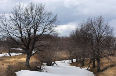 Willow, hasır, soluk