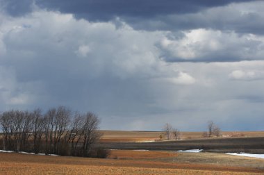 Willow, hasır, soluk