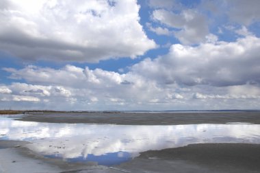 Willow, hasır, soluk