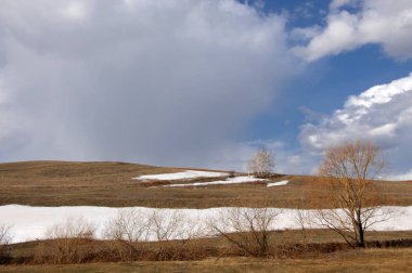 Willow, hasır, soluk