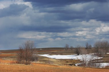 Willow, hasır, soluk