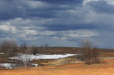 Willow, hasır, soluk