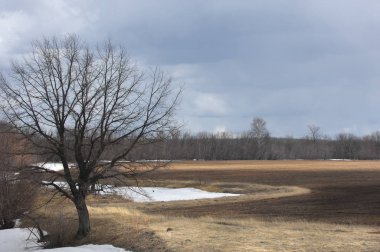 Willow, hasır, soluk