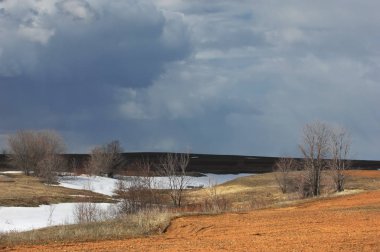 Willow, hasır, soluk