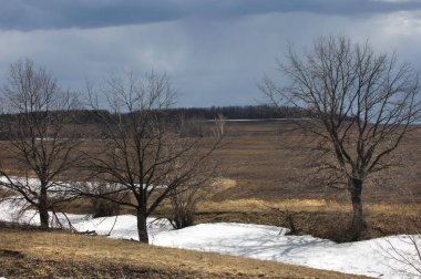 Willow, hasır, soluk