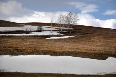Willow, hasır, soluk