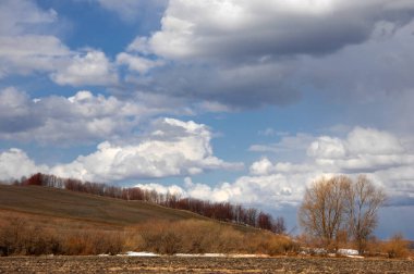 Willow, hasır, soluk