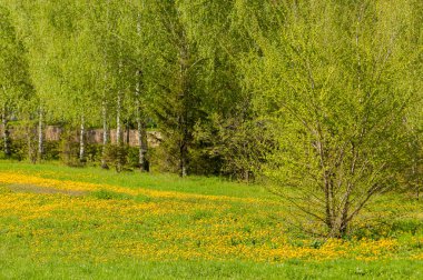 Bahar alanda yeşil landscape.sunset. gün ışığında yeşil orman, bahar zamanı. bulutlar ile mavi gökyüzünün altında yeşil çayır. 