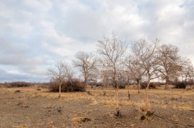 Çöle yakın. Çöl. bozkır.