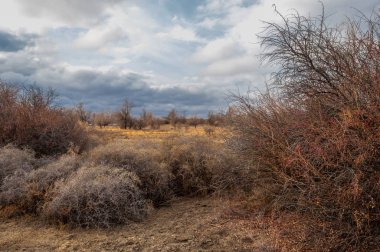 Çöle yakın. Çöl. bozkır.