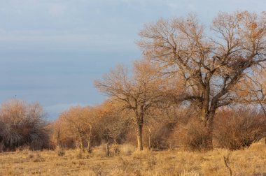bozkır