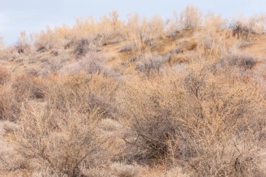 Bahar bozkırında nehir