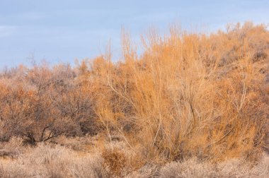 Bahar bozkırında nehir