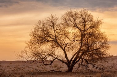 Bahar bozkırında nehir