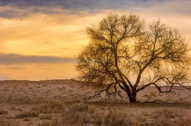 Bahar bozkırında nehir