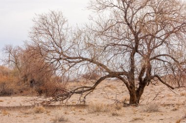Bahar bozkırında nehir